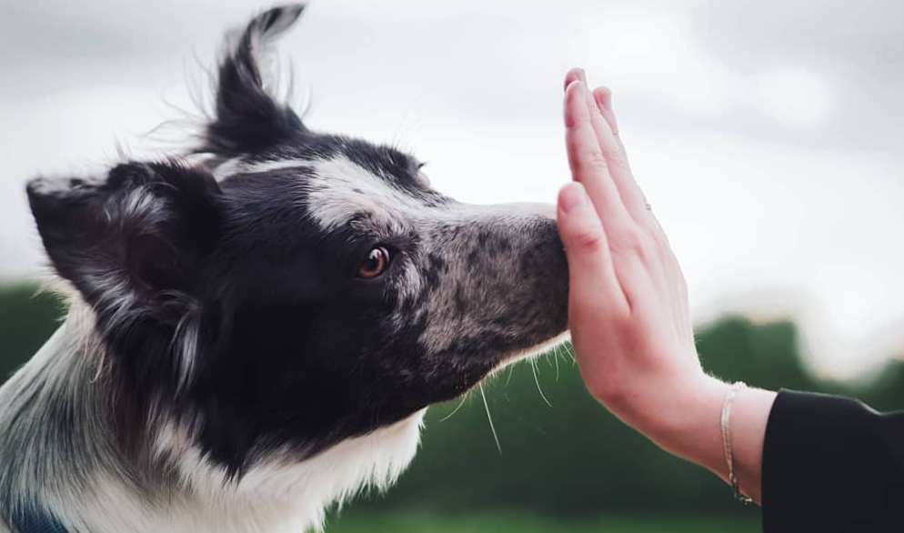 15 Interesting Facts About Border Collies
