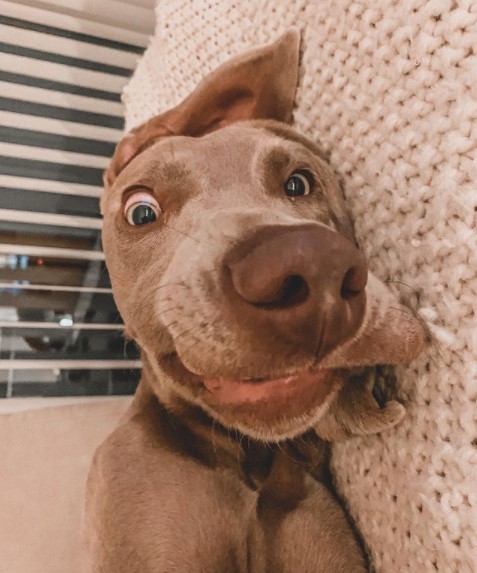 16 Pictures That Prove Weimaraners Are Perfect Weirdos 9