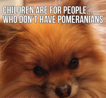 15 Funny Pomeranian Memes To Make Your Day 9