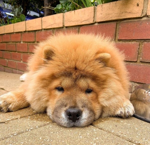 15 Pictures That Prove Chow Chows Are Perfect Weirdos 9