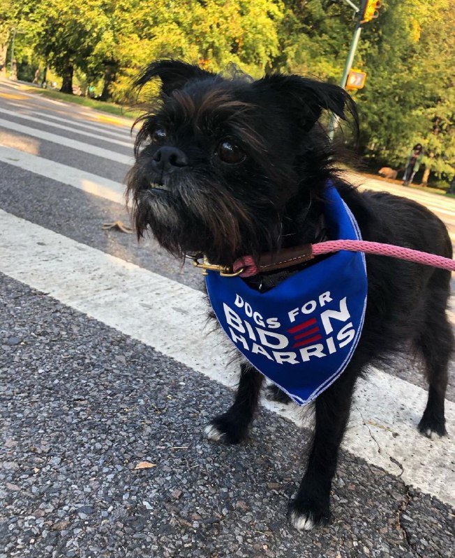 Affenpinscher 22