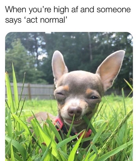 15 Funny Chihuahua Memes To Make Your Day 9