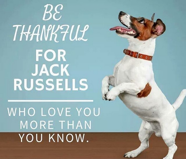 15 Funny Jack Russell Memes To Make Your Day 9