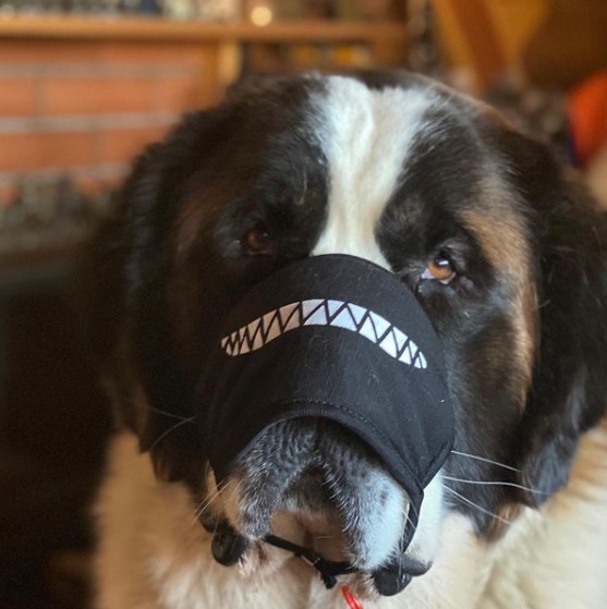 15 Pictures That Prove St Bernards Are Perfect Weirdos 9