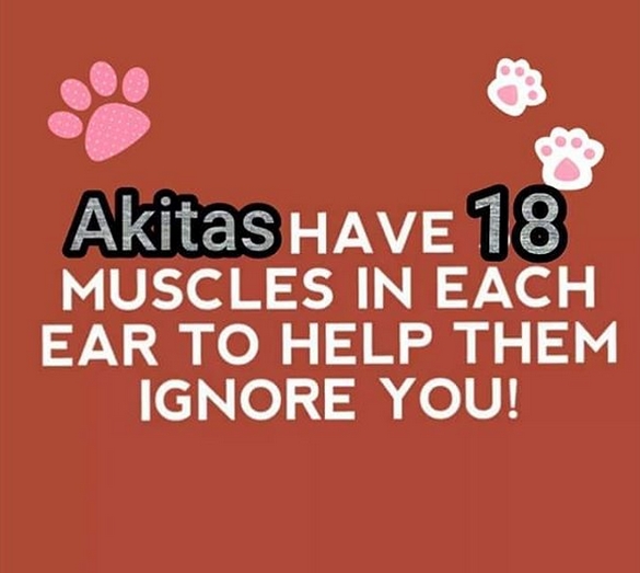 15 Funny Akita Inu Memes To Make Your Day 9