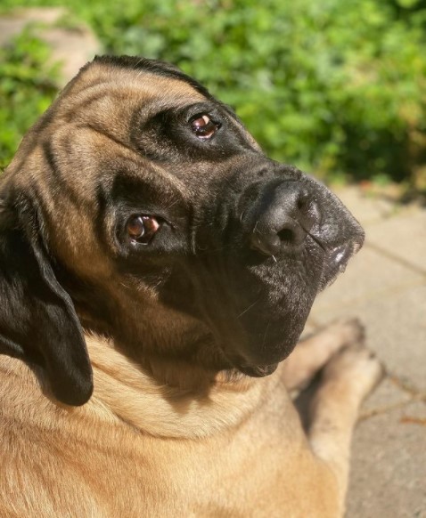 15 Pictures That Prove English Mastiffs Are Perfect Weirdos 9
