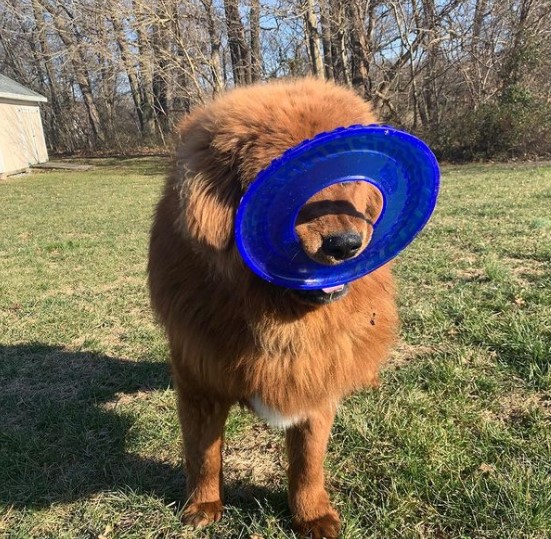 15 Pictures That Prove Tibetan Mastiffs Are Perfect Weirdos 9