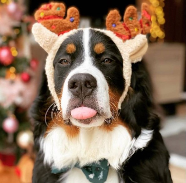 15 Pictures That Prove Bernese Mountain Dogs Are Perfect Weirdos 9