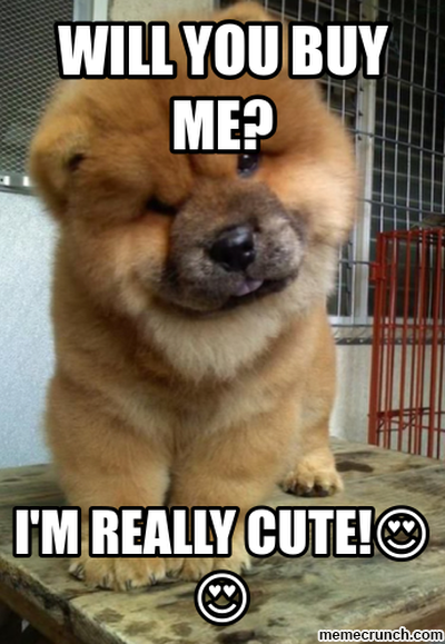 15 Funny Chow Chow Memes To Make Your Day 9
