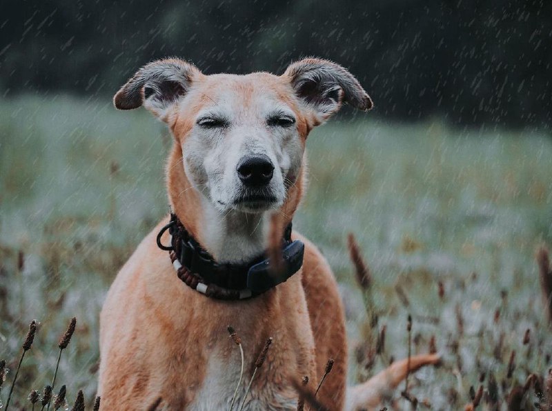 Greyhounds 32