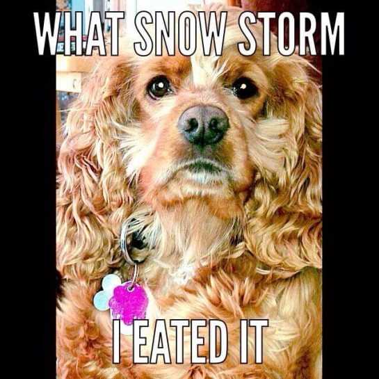 15 Funny Cocker Spaniel Memes To Make Your Day 10