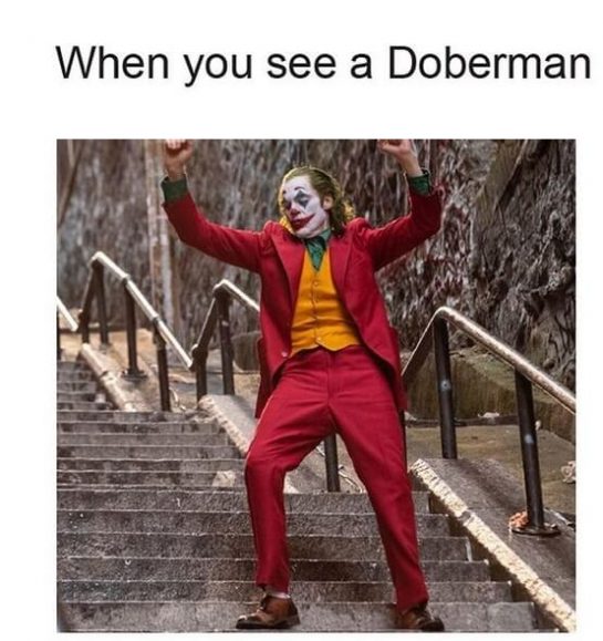 15 Funny Doberman Pinscher Memes To Make Your Day 10