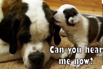 15 Funny Saint Bernard Memes To Make Your Day 10
