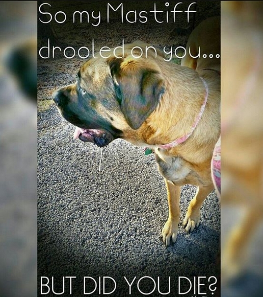 15 Funny Mastiff Memes To Make Your Day 10