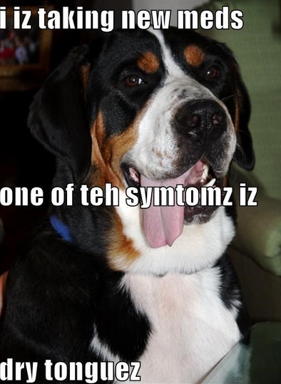 15 Funny Bernese Mountain Dog Memes To Make Your Day 10