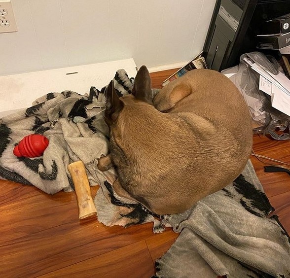 15 Pictures That Prove Belgian Malinoises Are Perfect Weirdos 10