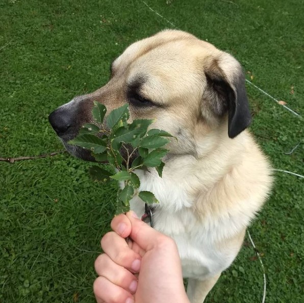 15 Pictures That Prove Anatolian Shepherds Are Perfect Weirdos 10