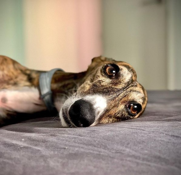 15 Pictures That Prove Greyhounds Are Perfect Weirdos 10