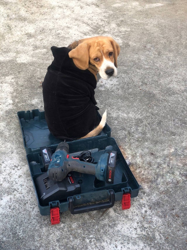 15 Things Only Beagle Owners Will Understand 10