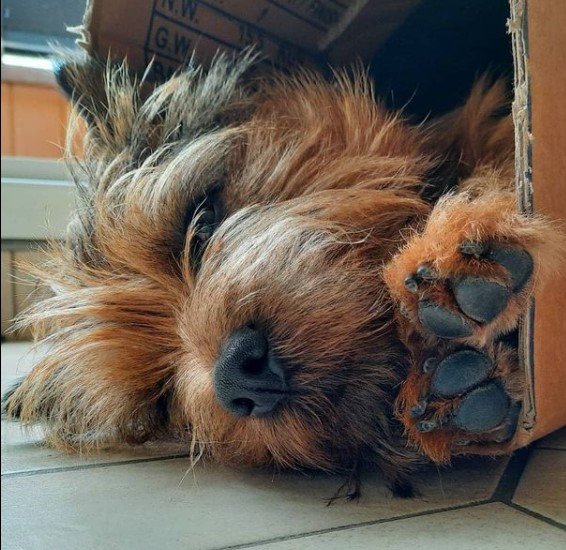 15 Pictures That Prove Cairn Terriers Are Perfect Weirdos 10