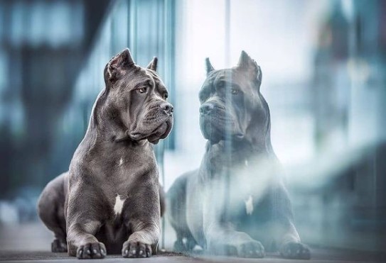 16 Pictures That Prove Cani Corsi Are Perfect Weirdos 10