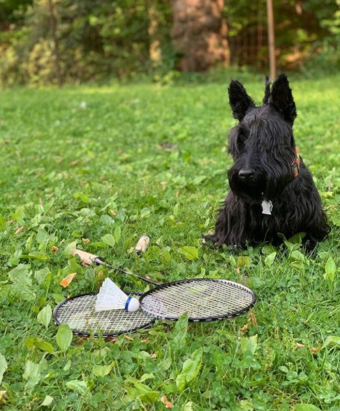 15 Pictures That Prove Scottish Terriers Are Perfect Weirdos 10 15 Pictures That Prove Scottish Terriers Are Perfect Weirdos 10
