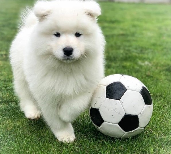 16 Pictures That Prove Samoyeds Are Perfect Weirdos 10