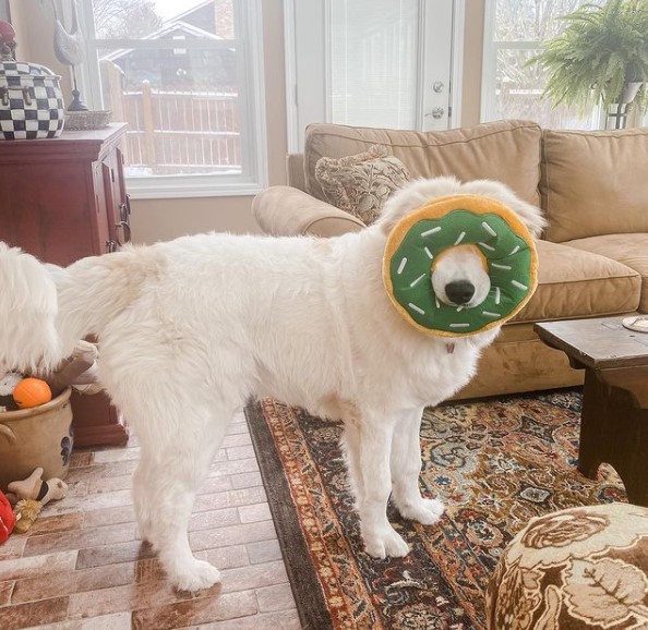 15 Pictures That Prove Great Pyrenees Are Perfect Weirdos 10