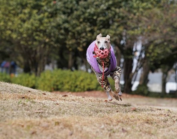 15 Pictures That Prove Whippets Are Perfect Weirdos 10