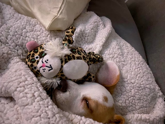 15 Realities That New Beagle Owners Must Accept 10