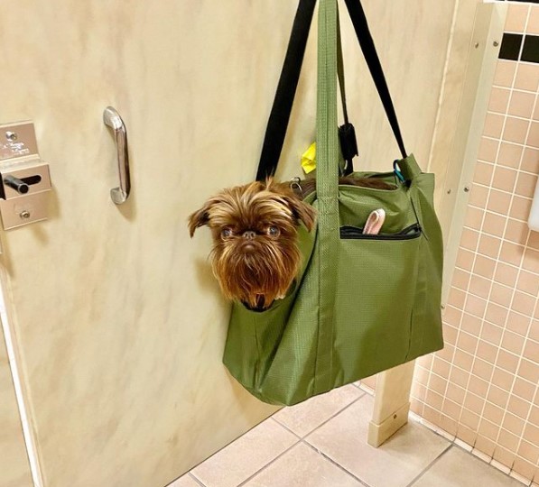 15 Pictures That Prove Brussels Griffons Are Perfect Weirdos 10