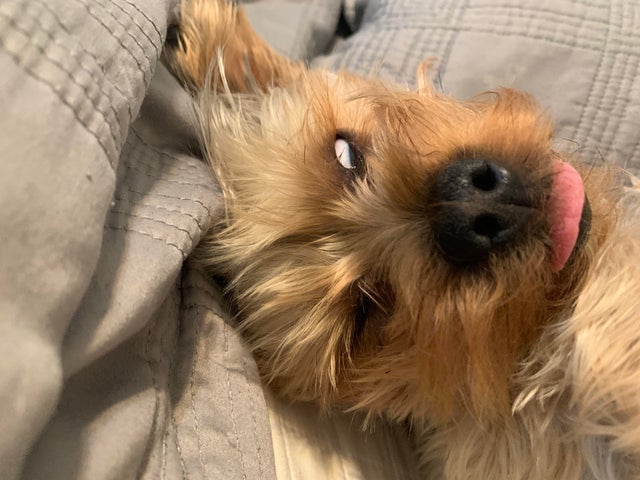 15 Realities That New Yorkie Owners Must Accept 10