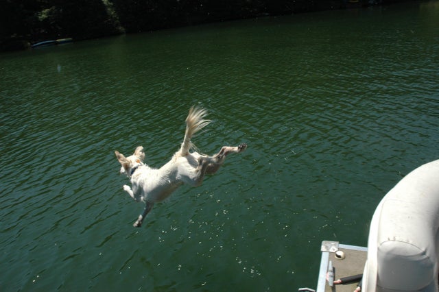 15 Realities That New Golden Retriever Owners Must Accept 10