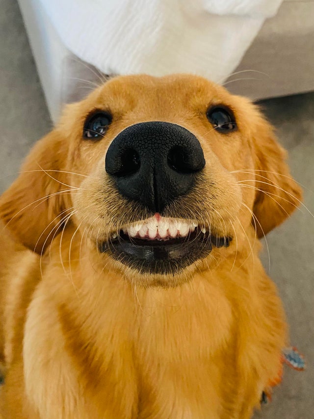 15 Things Only Golden Retriever Owners Will Understand 10