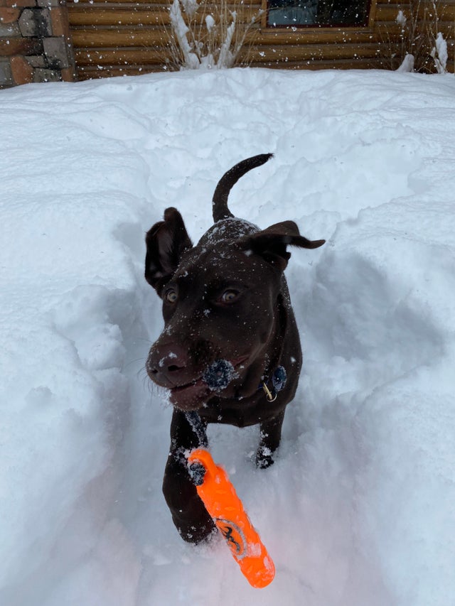 15 Realities That New Labrador Owners Must Accept 10