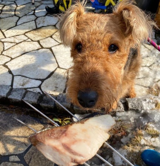 15 Pictures That Prove Airedale Terriers Are Perfect Weirdos 10