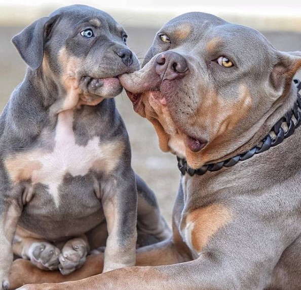 15 Pictures That Prove Pit Bulls Are Perfect Weirdos 10