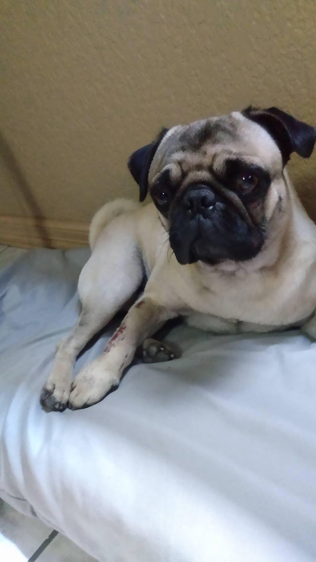 15 Realities That New Pug Owners Must Accept 10