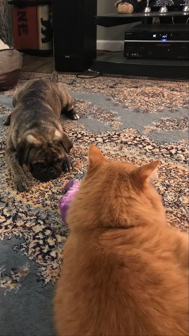 15 Things Only Pug Owners Will Understand 10