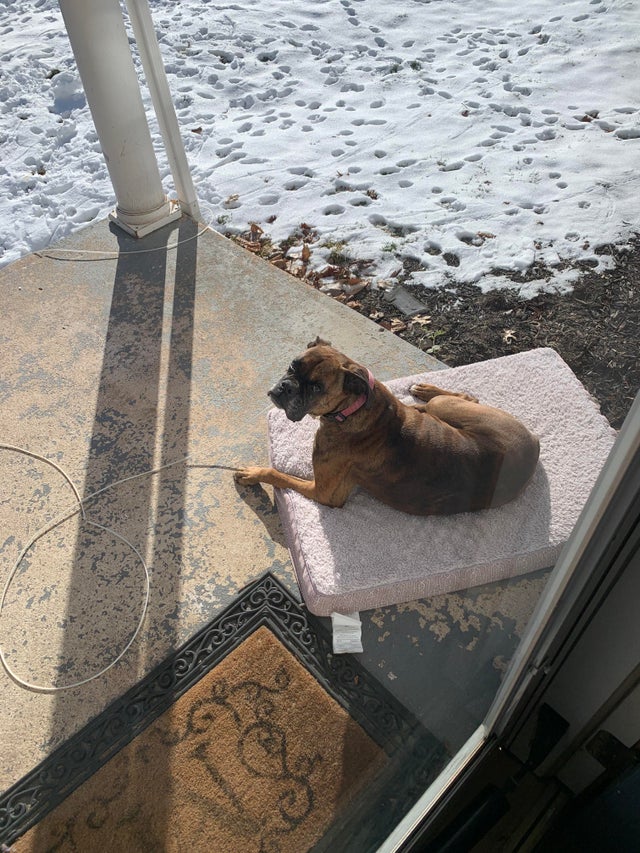 15 Things Only Boxer Owners Will Understand 10