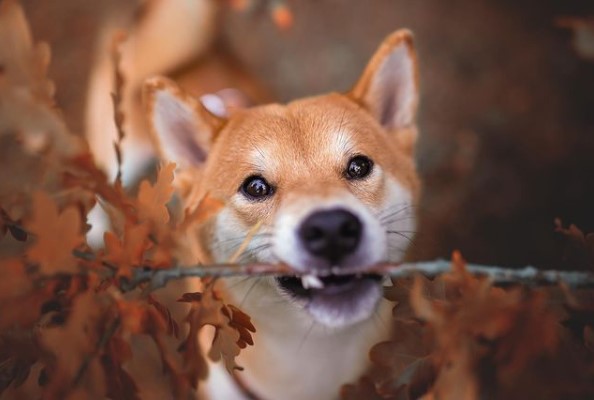 15 Pictures That Prove Shiba Inu Are Perfect Weirdos 10