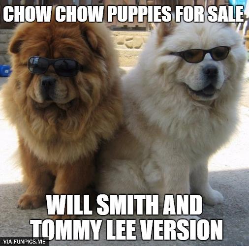 15 Funny Chow Chow Memes To Make Your Day 10