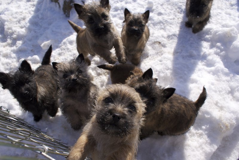 Cairn Terrier 25