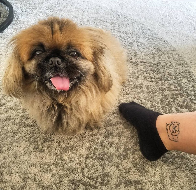 15 Ideas for Pekingese Tattoo 10