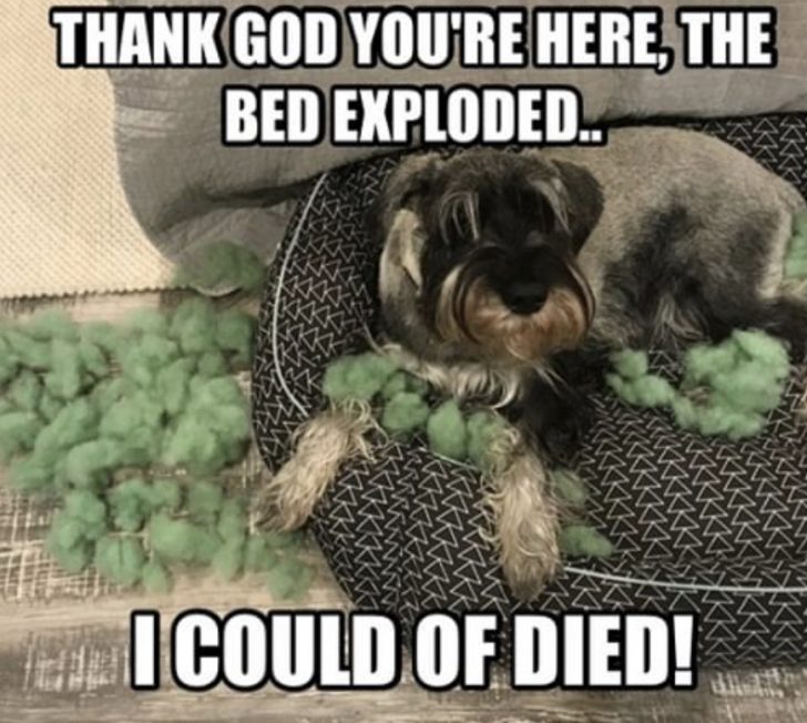 15 Funny Schnauzer Memes To Make Your Day 10