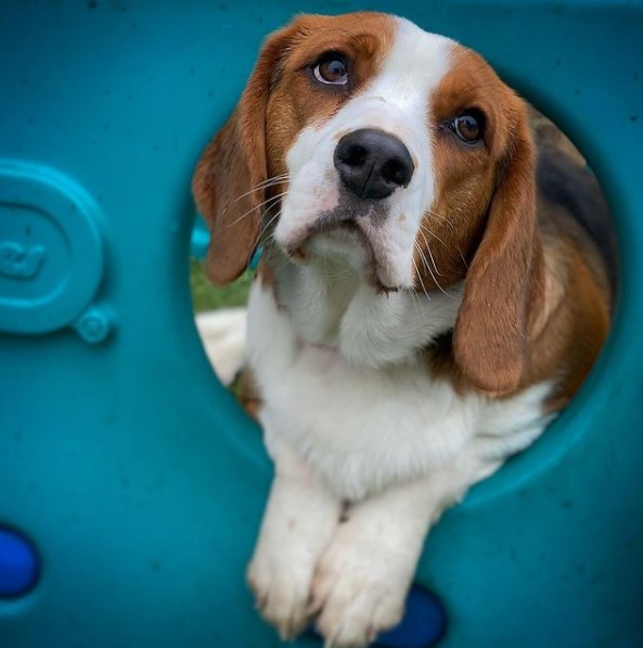 15 Pictures That Prove Beagles Are Perfect Weirdos 10
