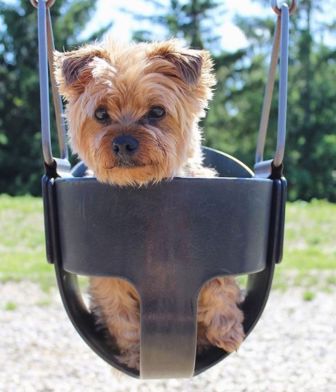 16 Pictures That Prove Yorkies Are Perfect Weirdos 10