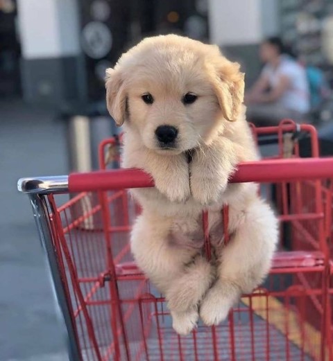 15 Pictures That Prove Golden Retrievers Are Perfect Weirdos 10