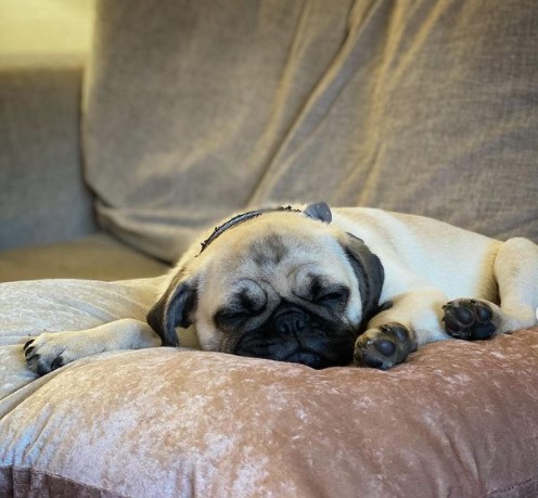 15 Pictures That Prove Pugs Are Perfect Weirdos 10