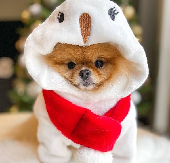 16 Pictures That Prove Pomeranians Are Perfect Weirdos 9